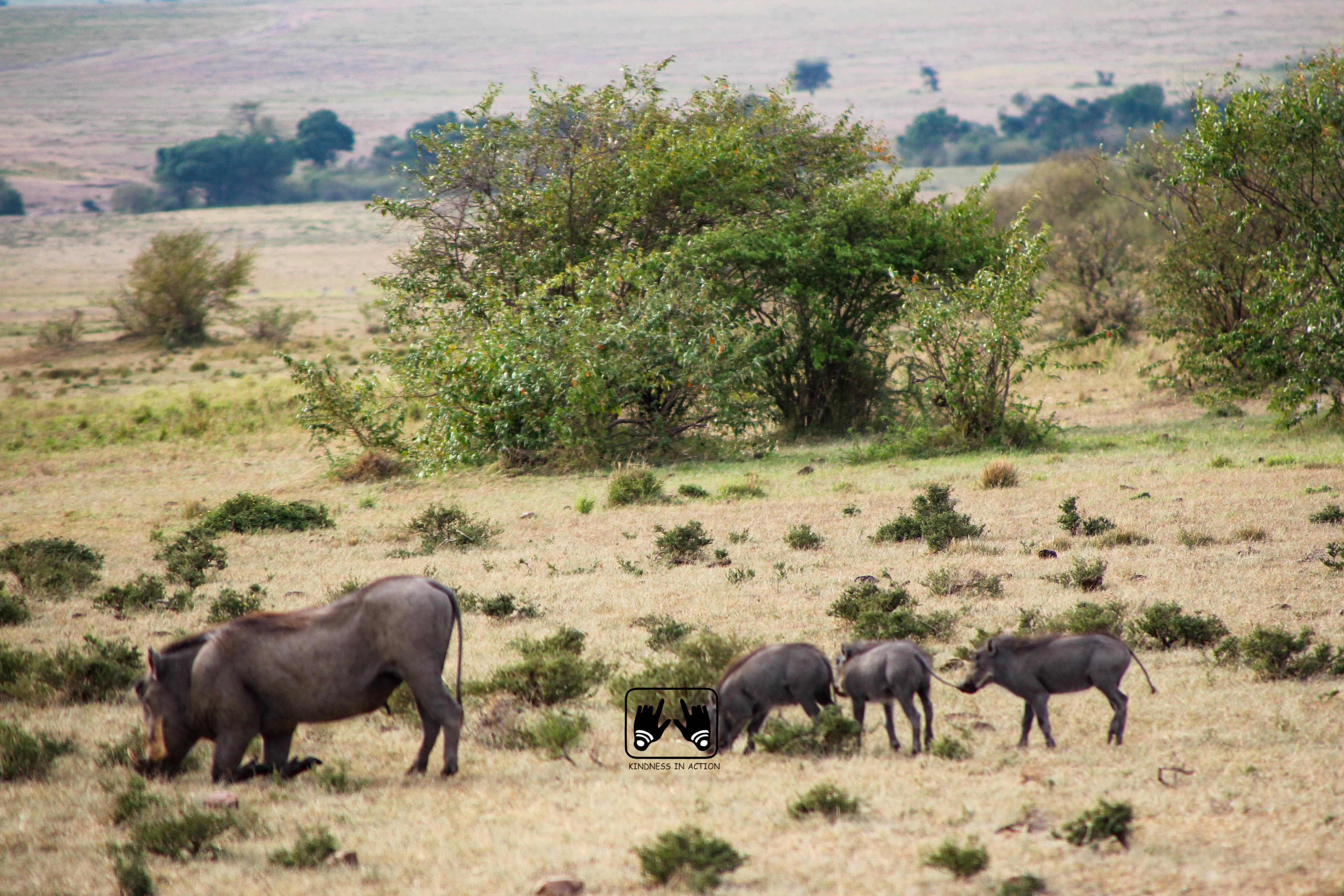 Jeep Safaris and Tours