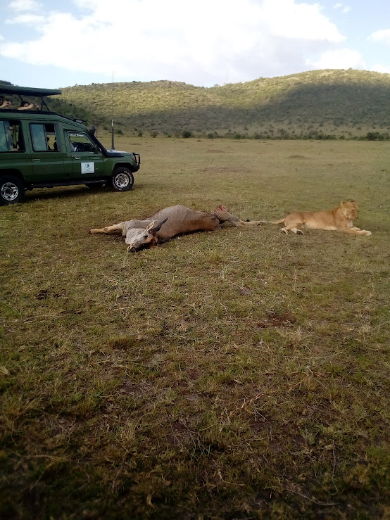 Smile View Kenya Safaris