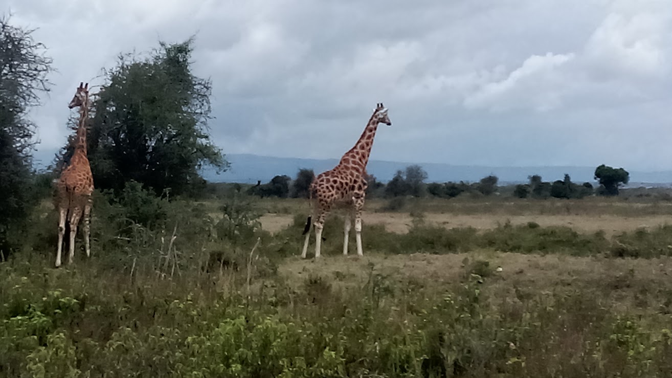 Smile View Kenya Safaris