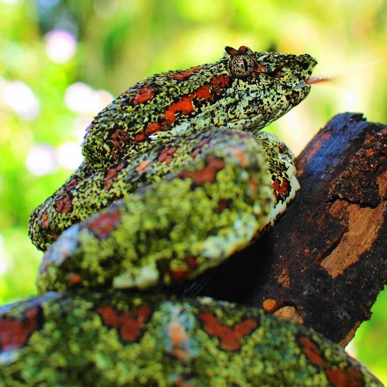 TourTortuguero