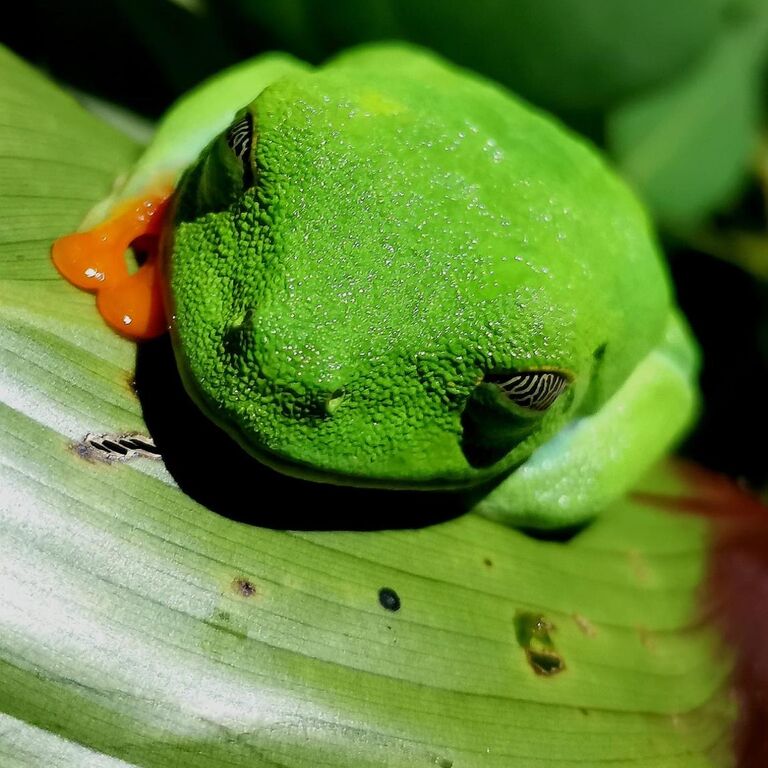 TourTortuguero
