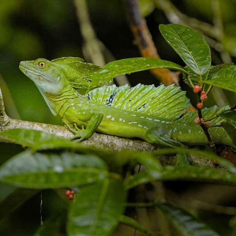 TourTortuguero