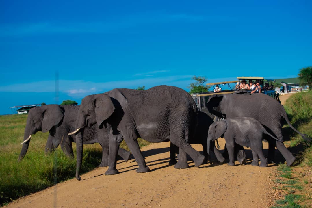 TanzaniGo Travels and Tours