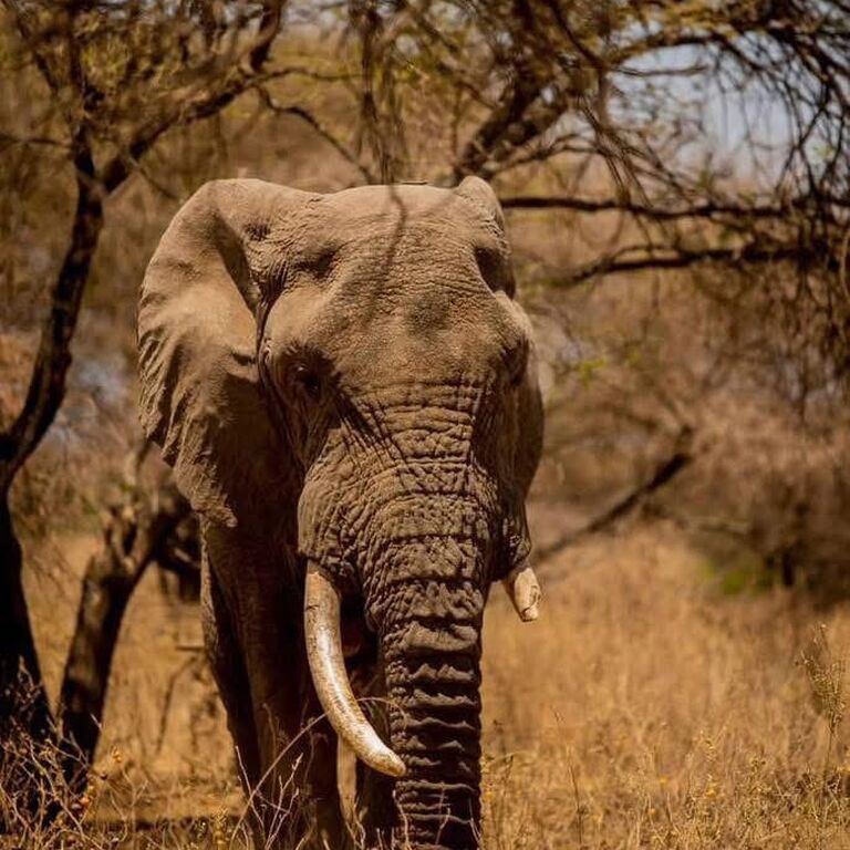 LexoAfrica Expedition and Safaris