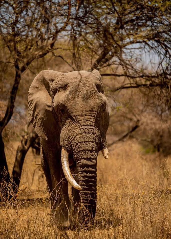 LexoAfrica Expedition and Safaris