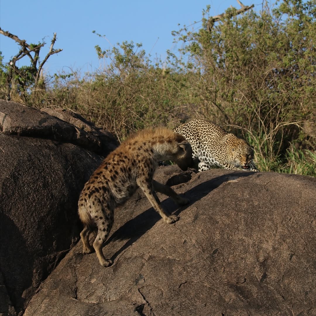 EUGEN TANZANIA SAFARIS
