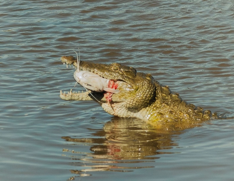 EUGEN TANZANIA SAFARIS