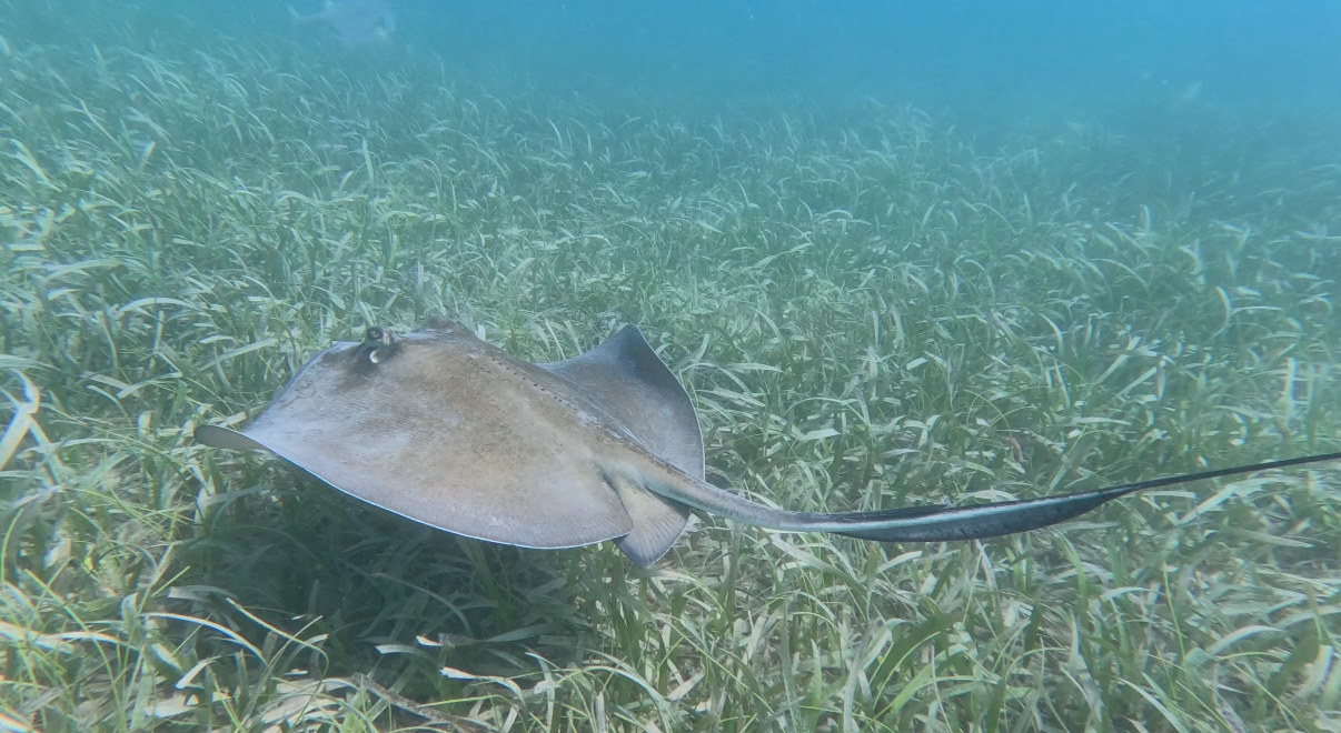 Fokito’s Tours, LLC