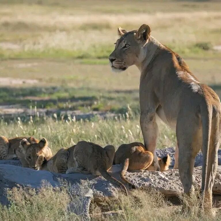 RockLion Safari