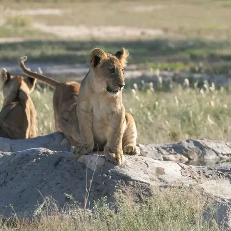 RockLion Safari
