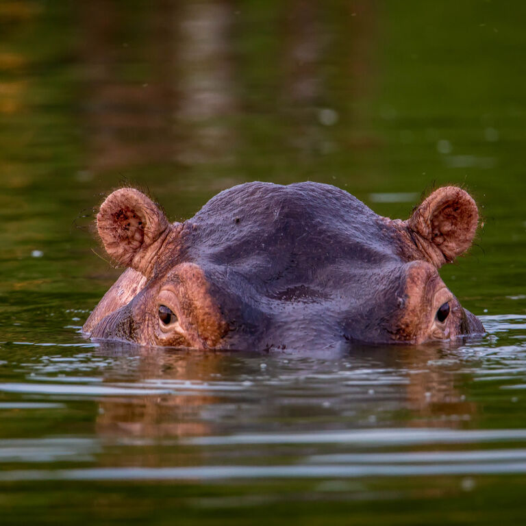 Mwendo Luxury tours