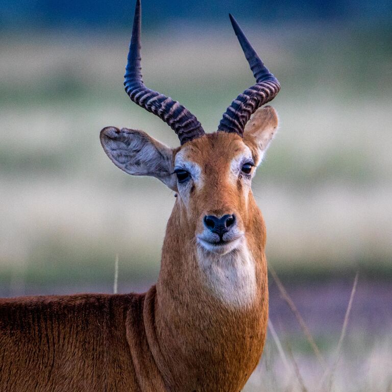 Mwendo Luxury tours