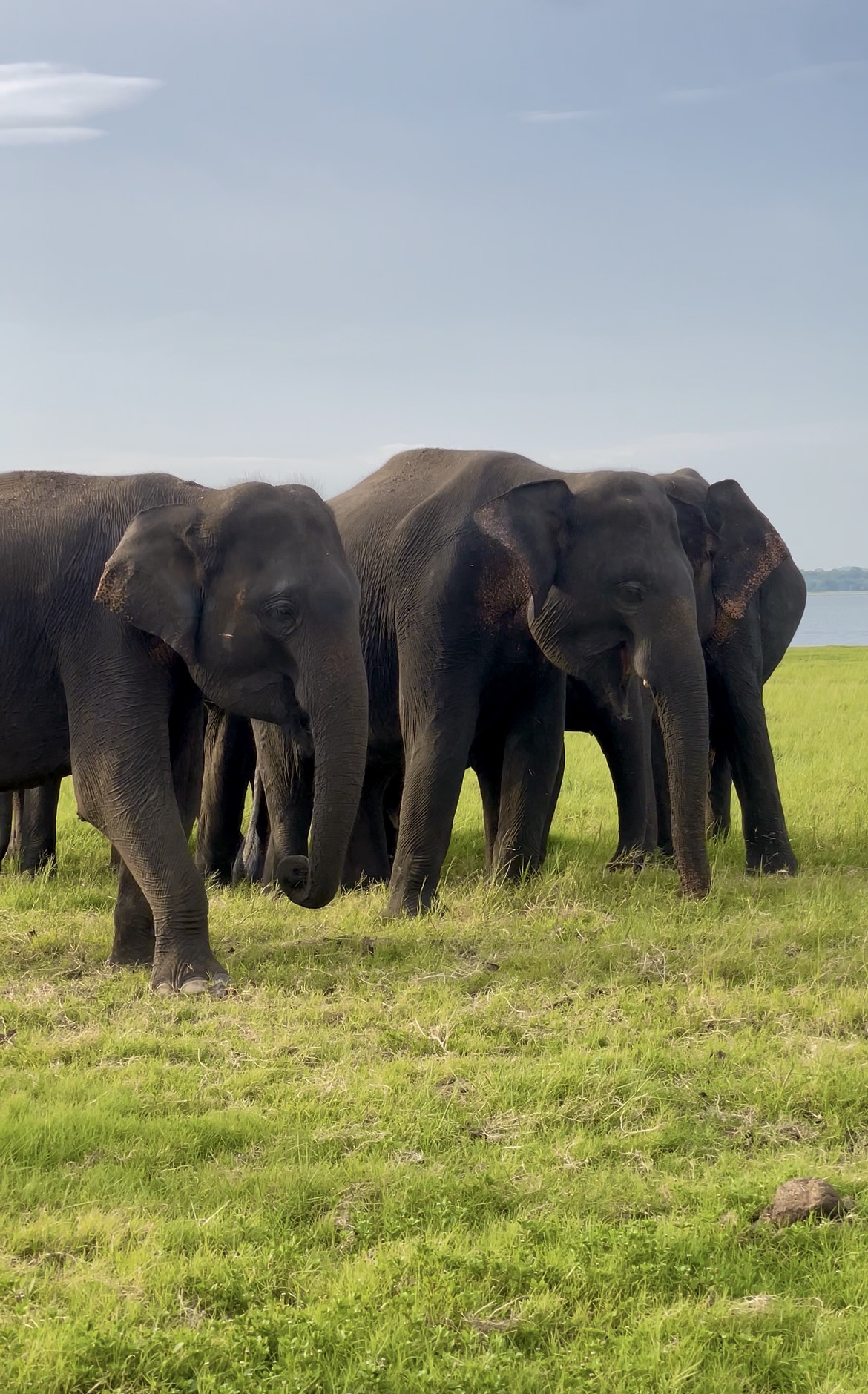 Elee'Way Safari Habarana