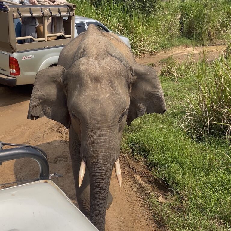 Elee'Way Safari Habarana