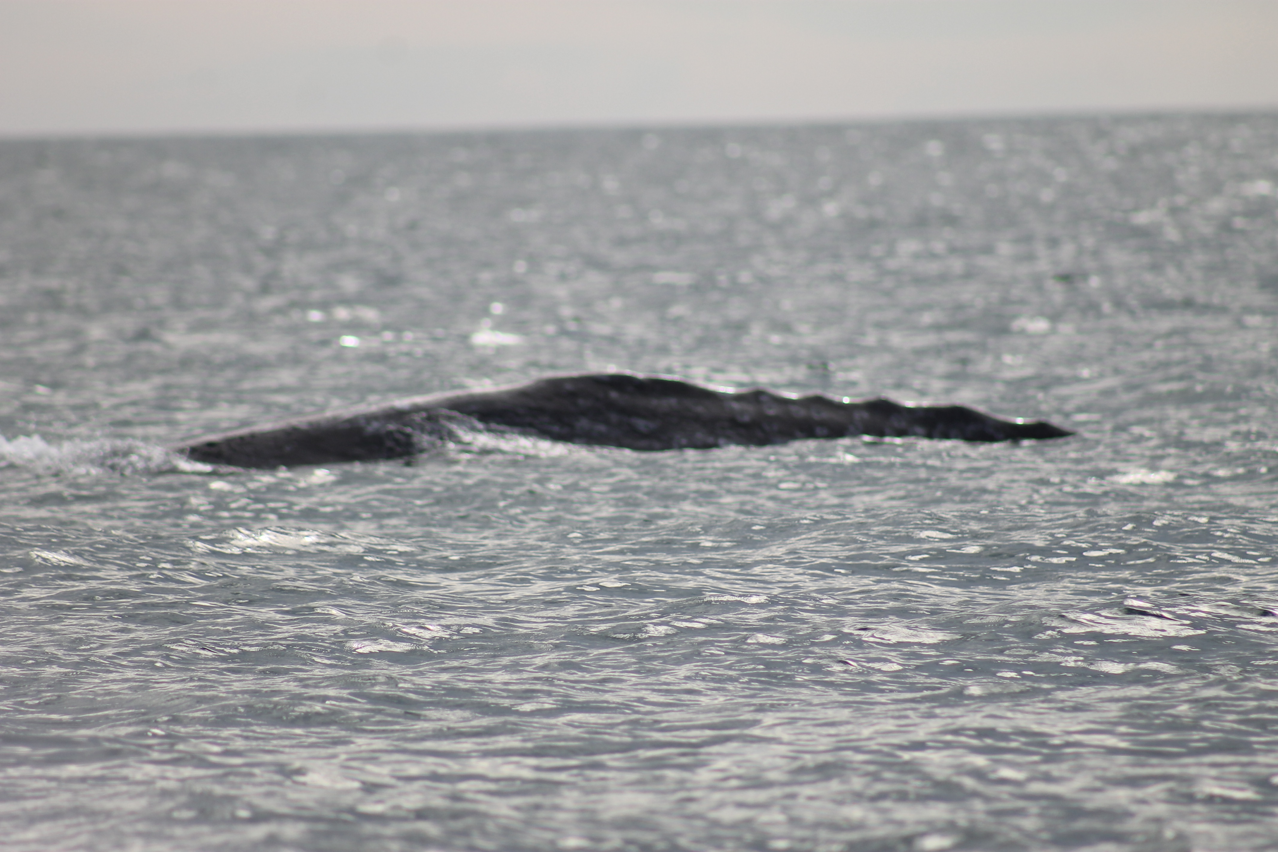 Murillos Bros Adventours