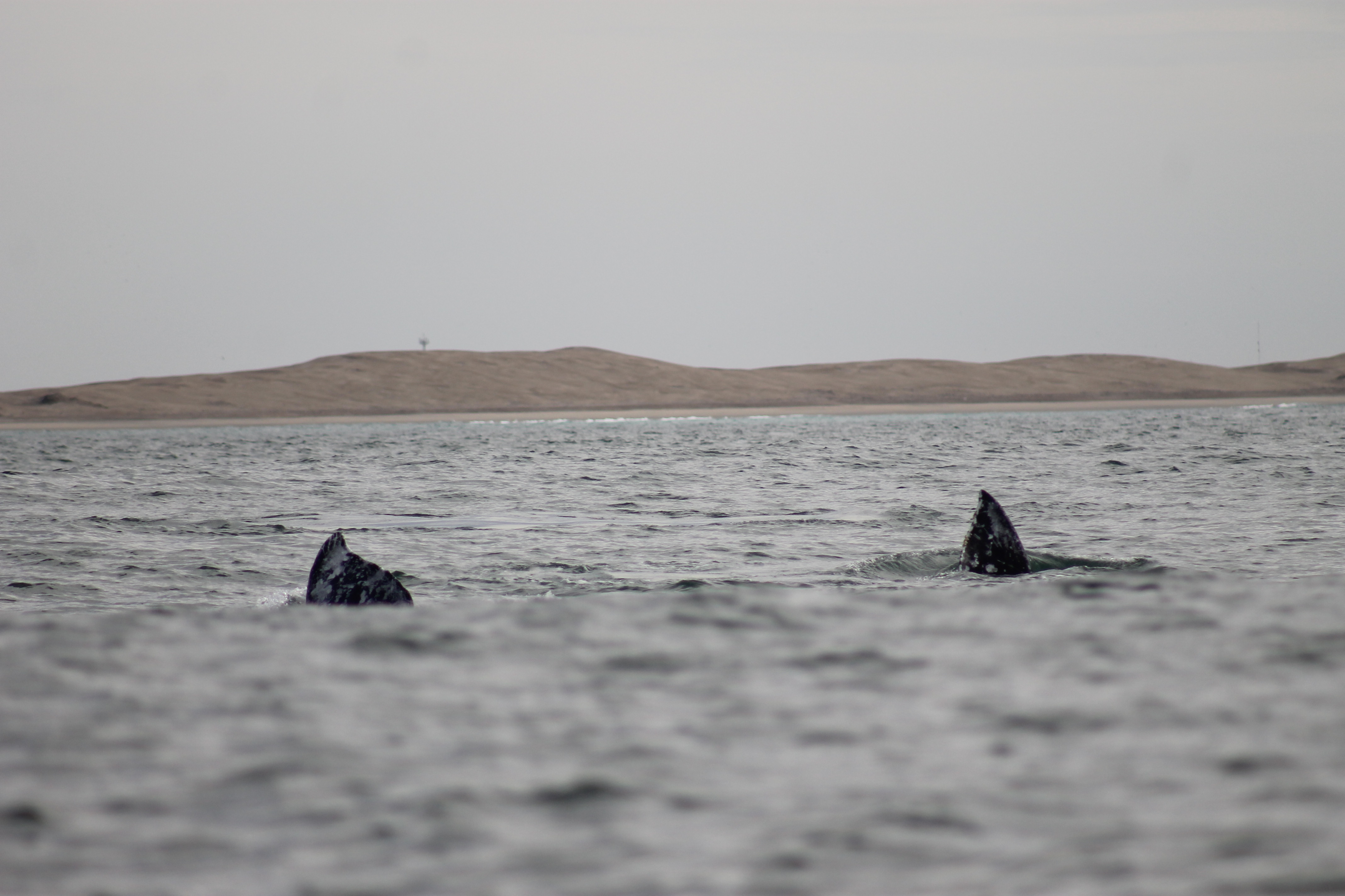 Murillos Bros Adventours