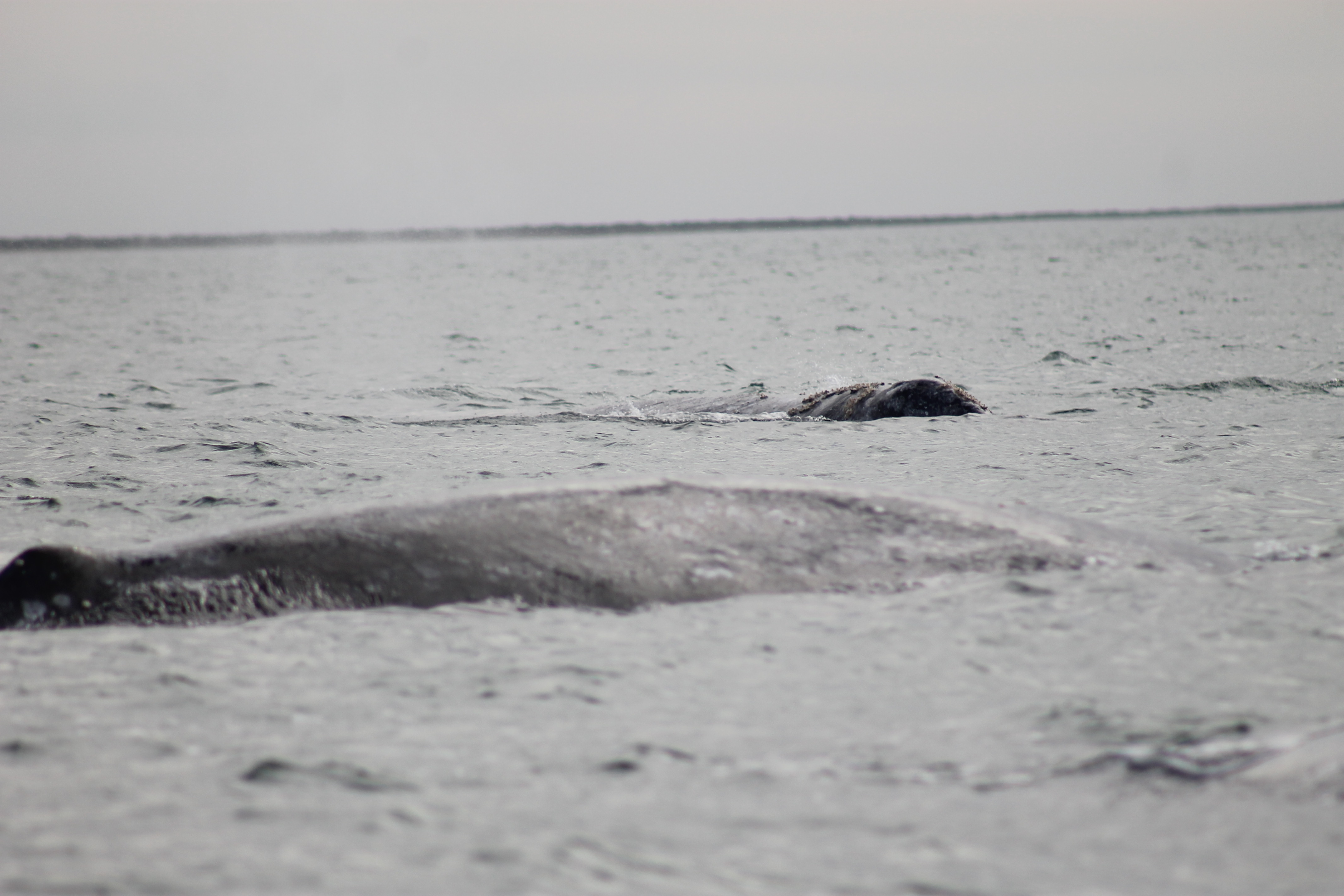 Murillos Bros Adventours