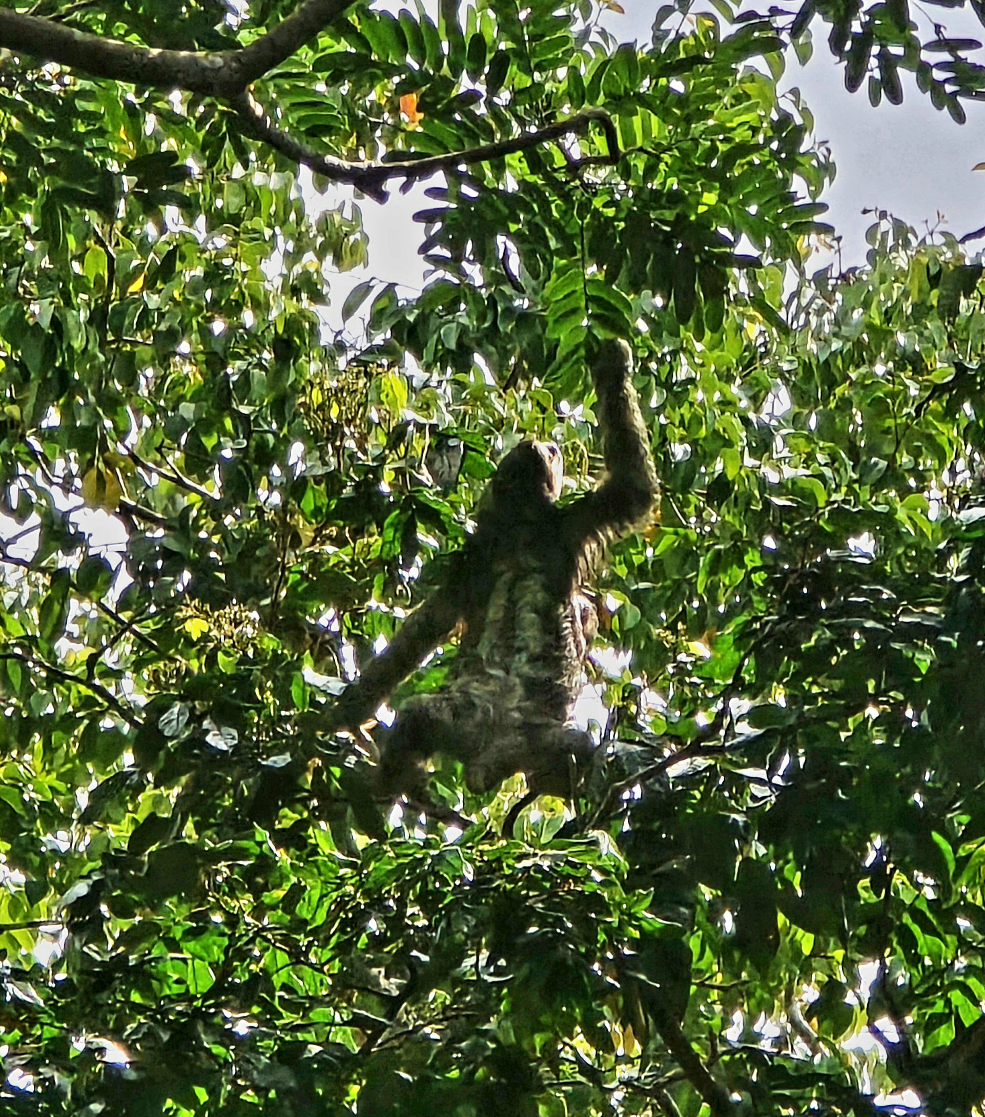Jaguar tours