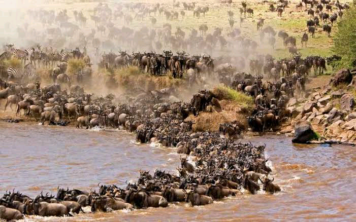 Wiedehopf Safari and Tours