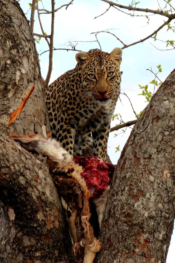 Wiedehopf Safari and Tours