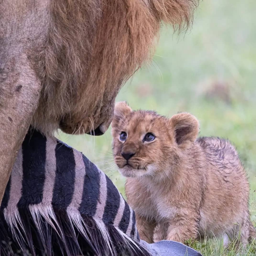 Wiedehopf Safari and Tours