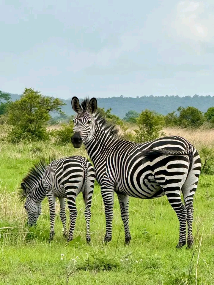 The Chosen Journey and Safari