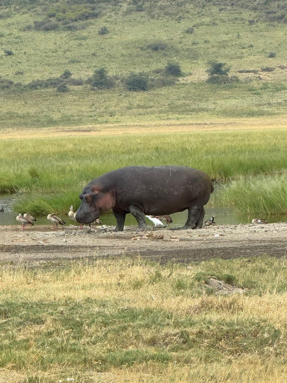 The Chosen Journey and Safari