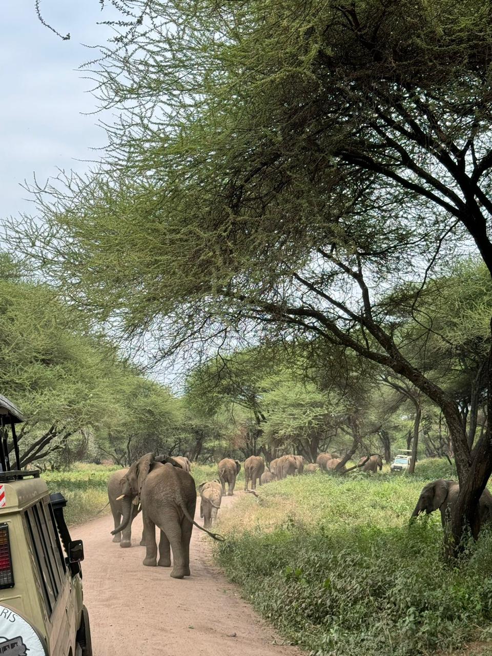 The Chosen Journey and Safari