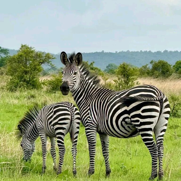 The Chosen Journey and Safari