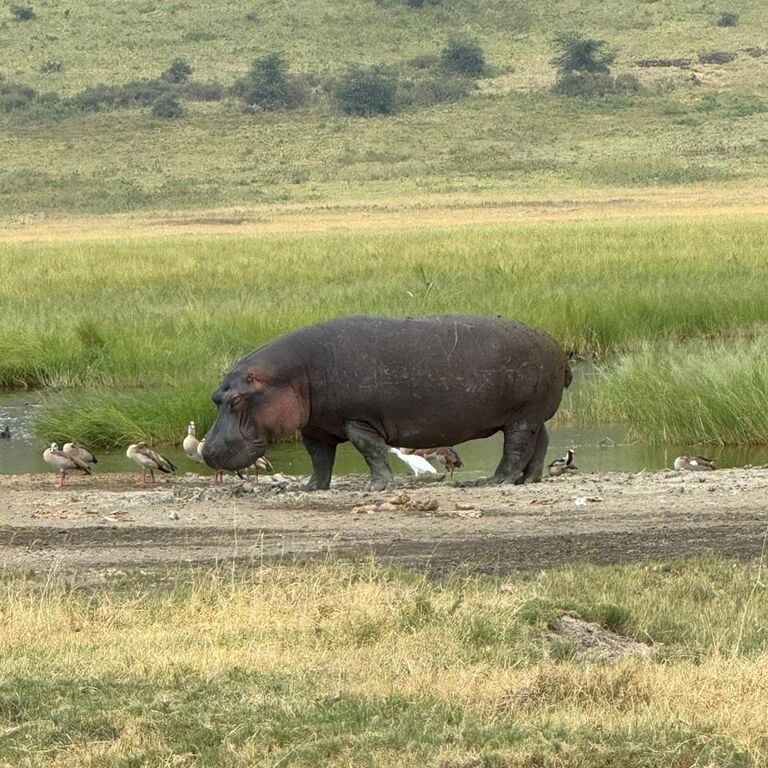 The Chosen Journey and Safari