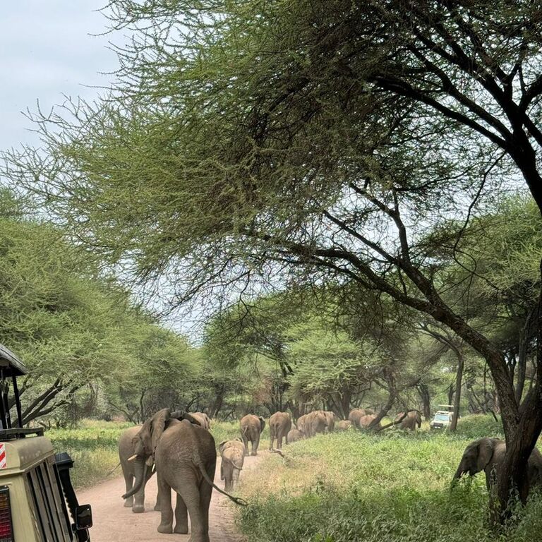 The Chosen Journey and Safari