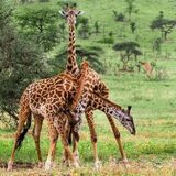 The Chosen Journey and Safari