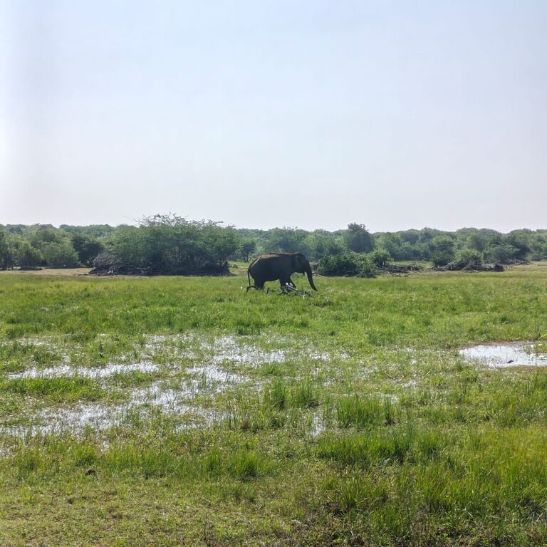 Bundala Safari with roshan