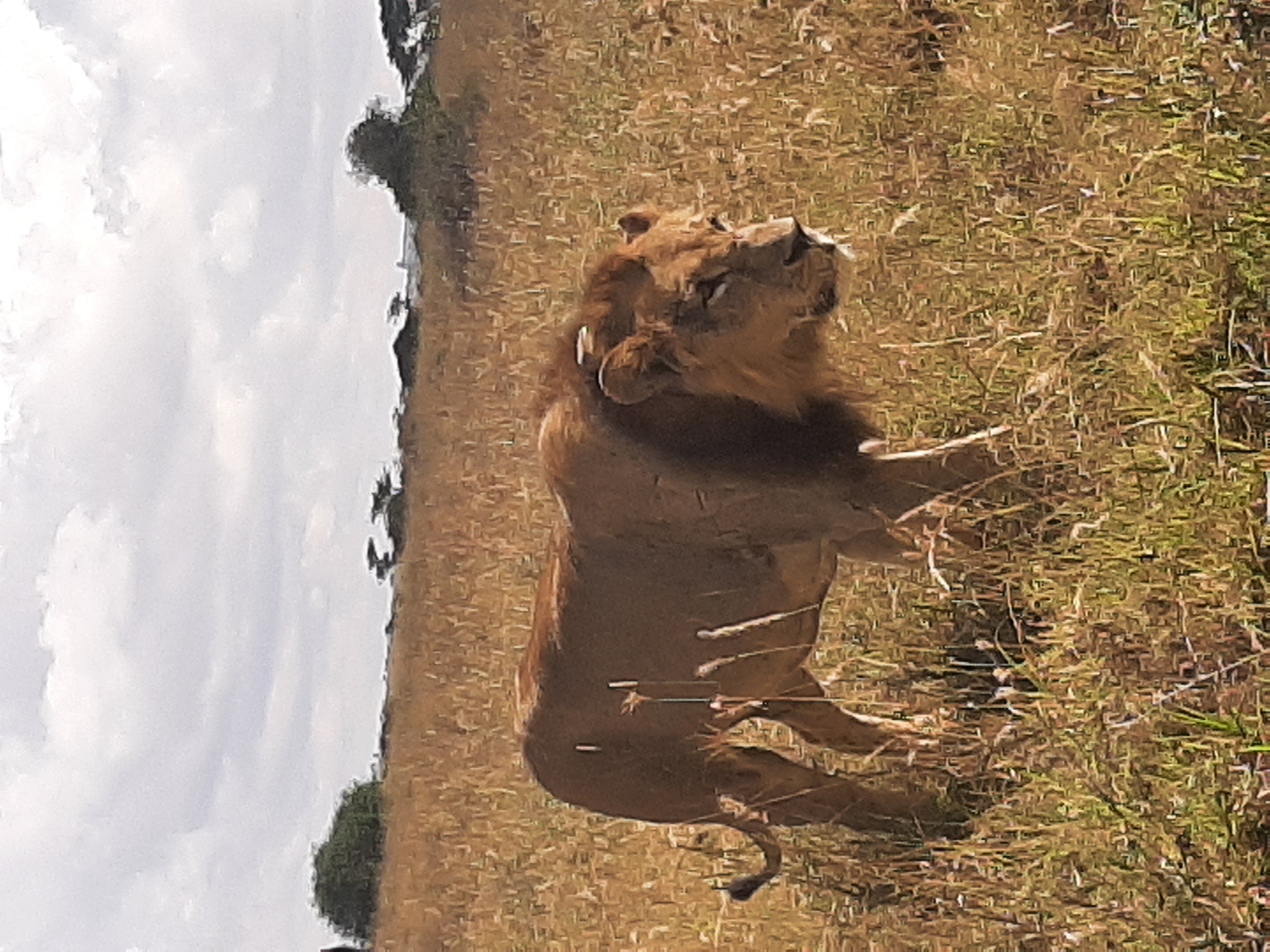 Penda tours and safari's