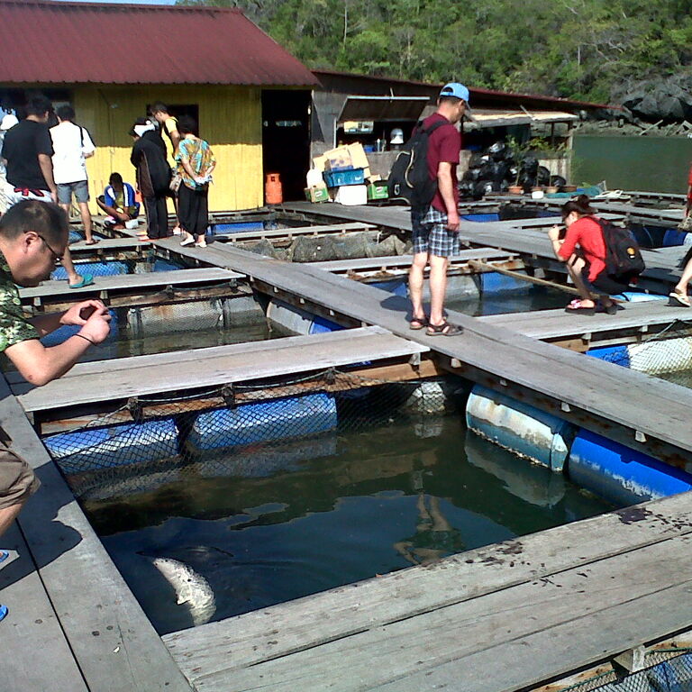 Mangrove Boat Tour