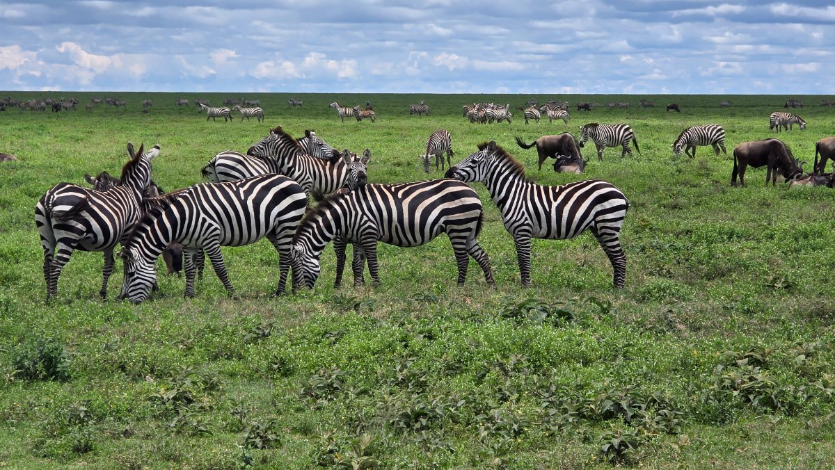 Utele Safari