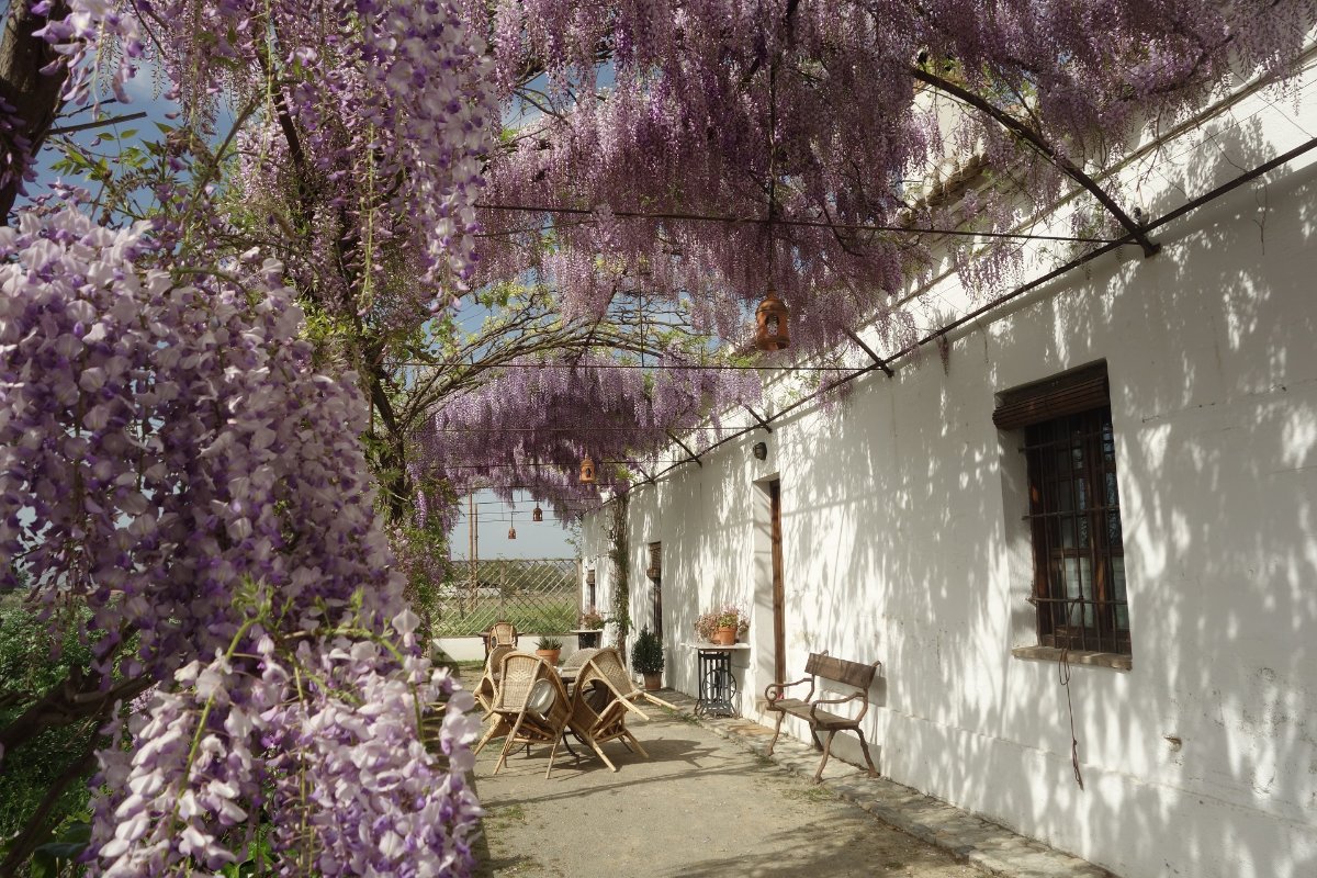 Cortijo del Pino