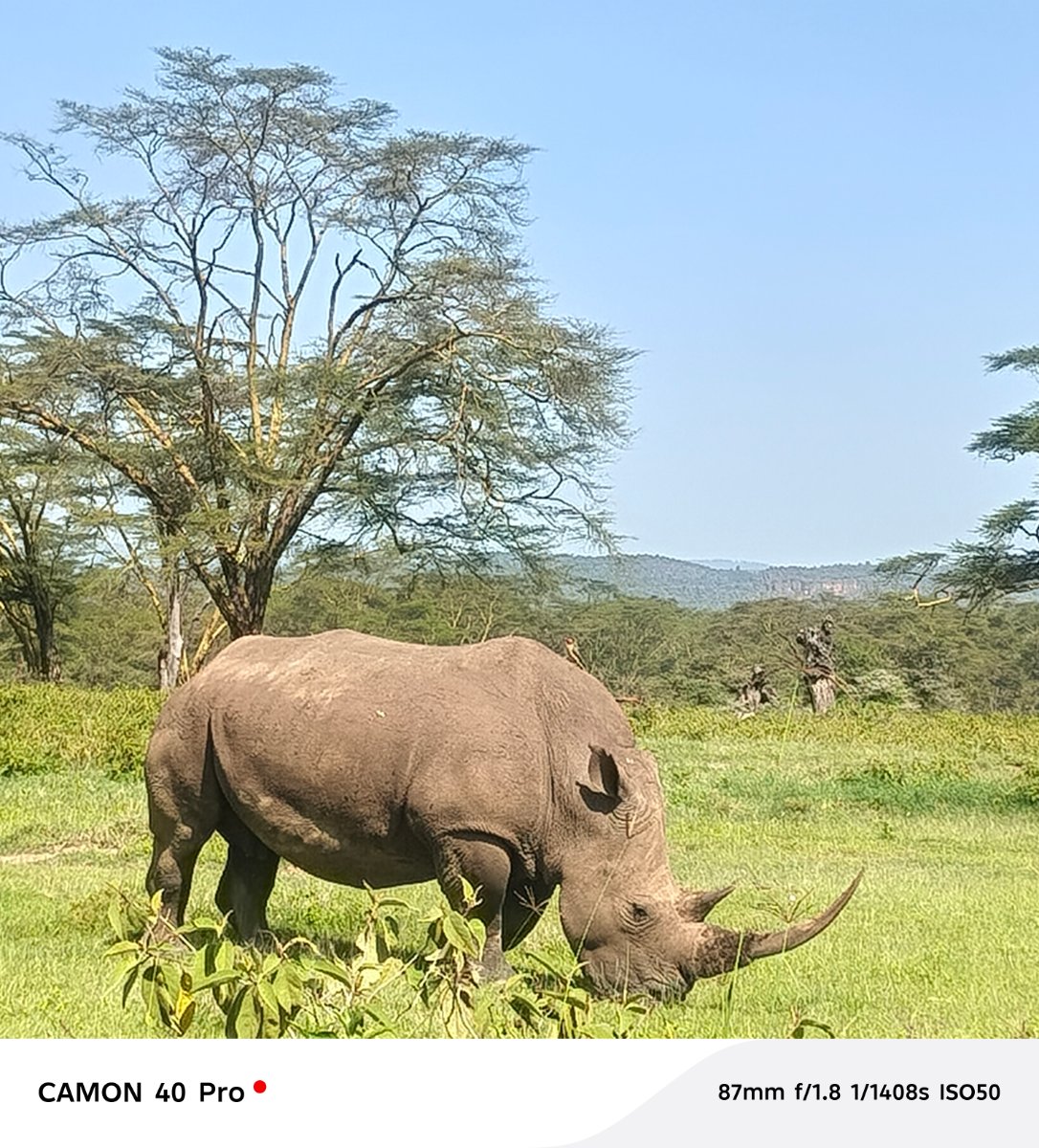 Kenya Safari Adventures