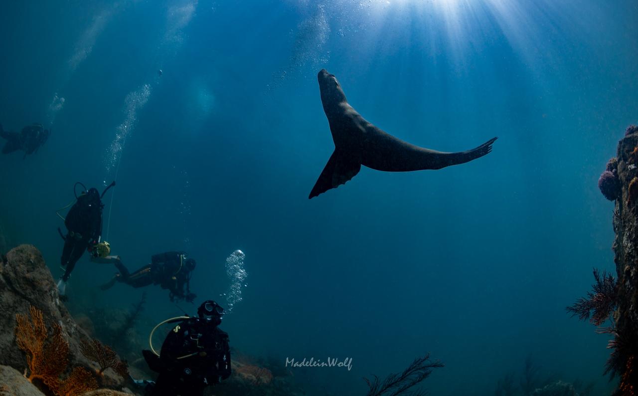 Just Africa Scuba