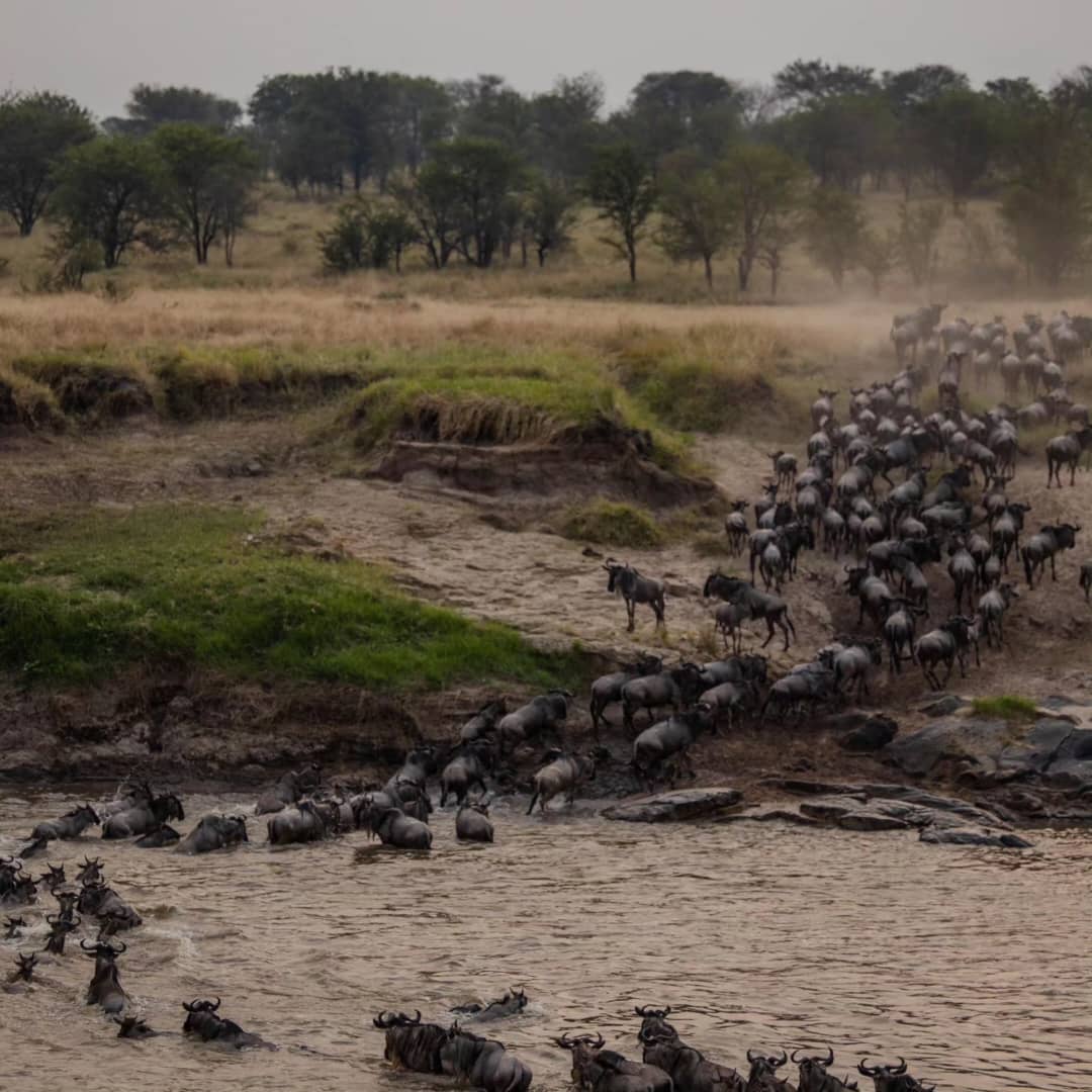 LAND SAVANNAH AND TREKKING