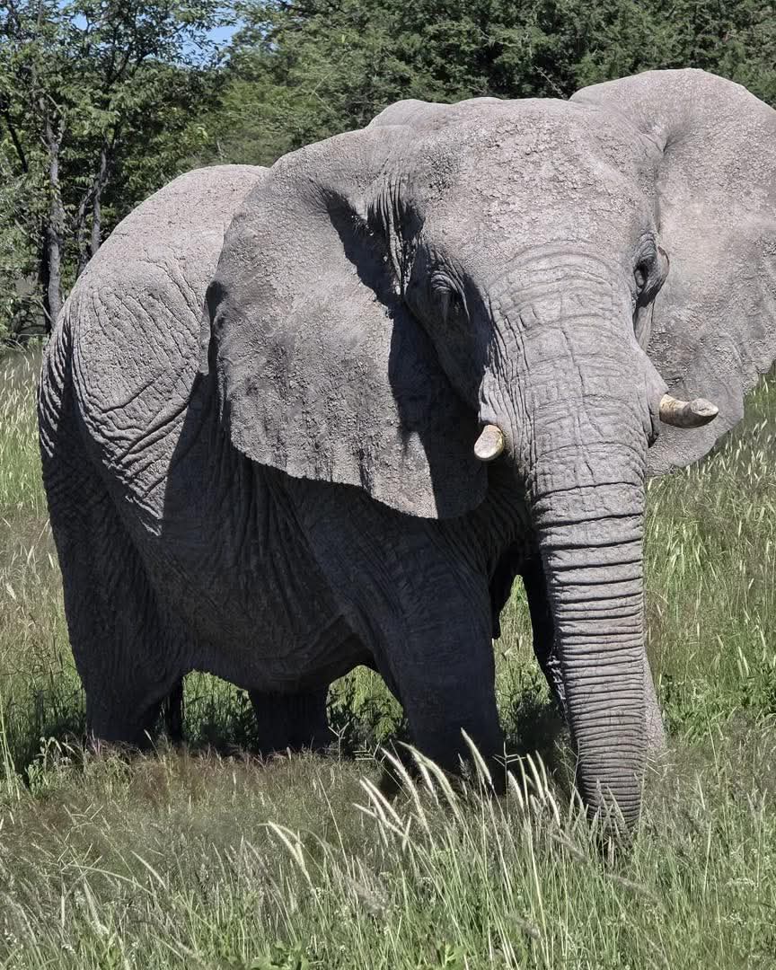 Ferros tours and safaris