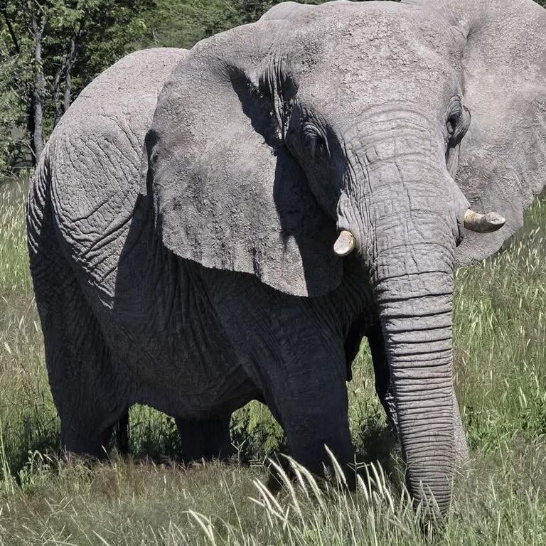 Ferros tours and safaris