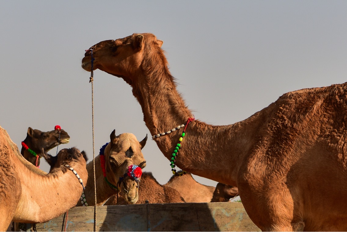 Drive North India Tours