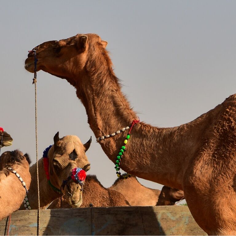 Drive North India Tours