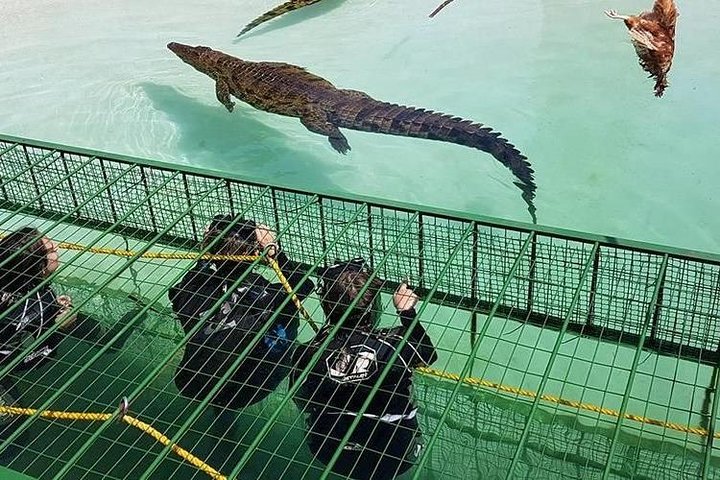3Days Cape town - Attraction: Crocodile Diving Cage & Cape Point & Wine Tasting