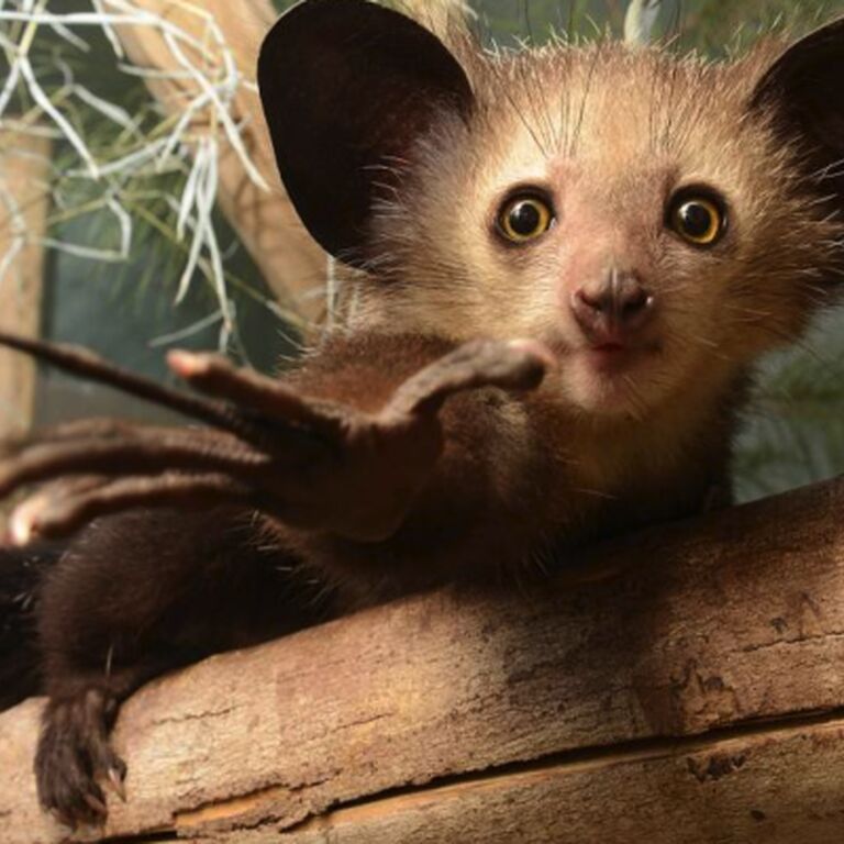 Madagascar TOURS