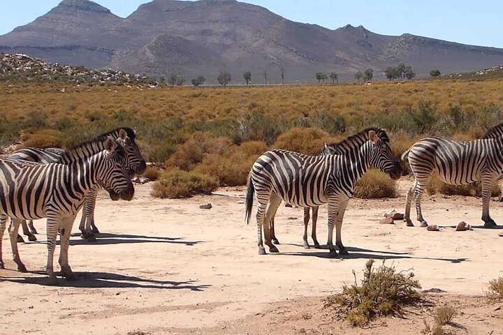 Private - Sunset Big Five Safari Tour in Cape town