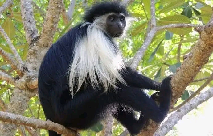 Moorland Tours and Safari Ug Ltd