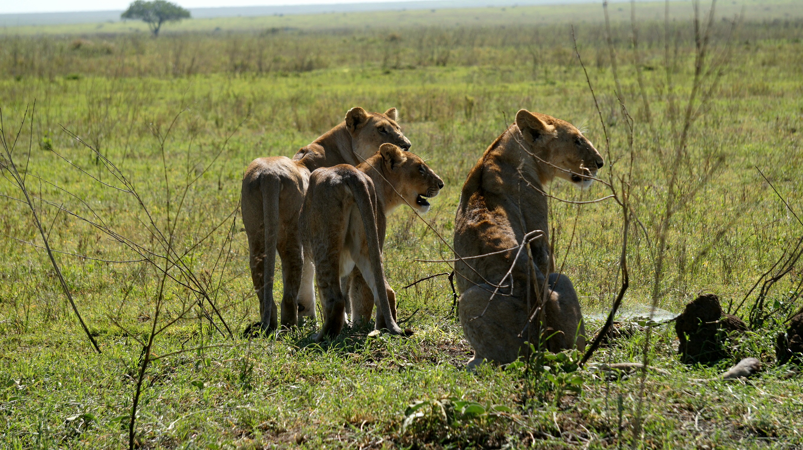OL ITIKO SAFARIS