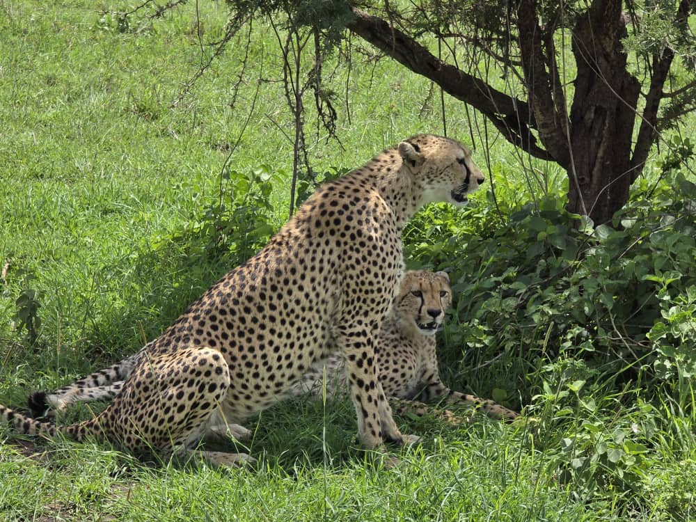 Majestic Africa Trails